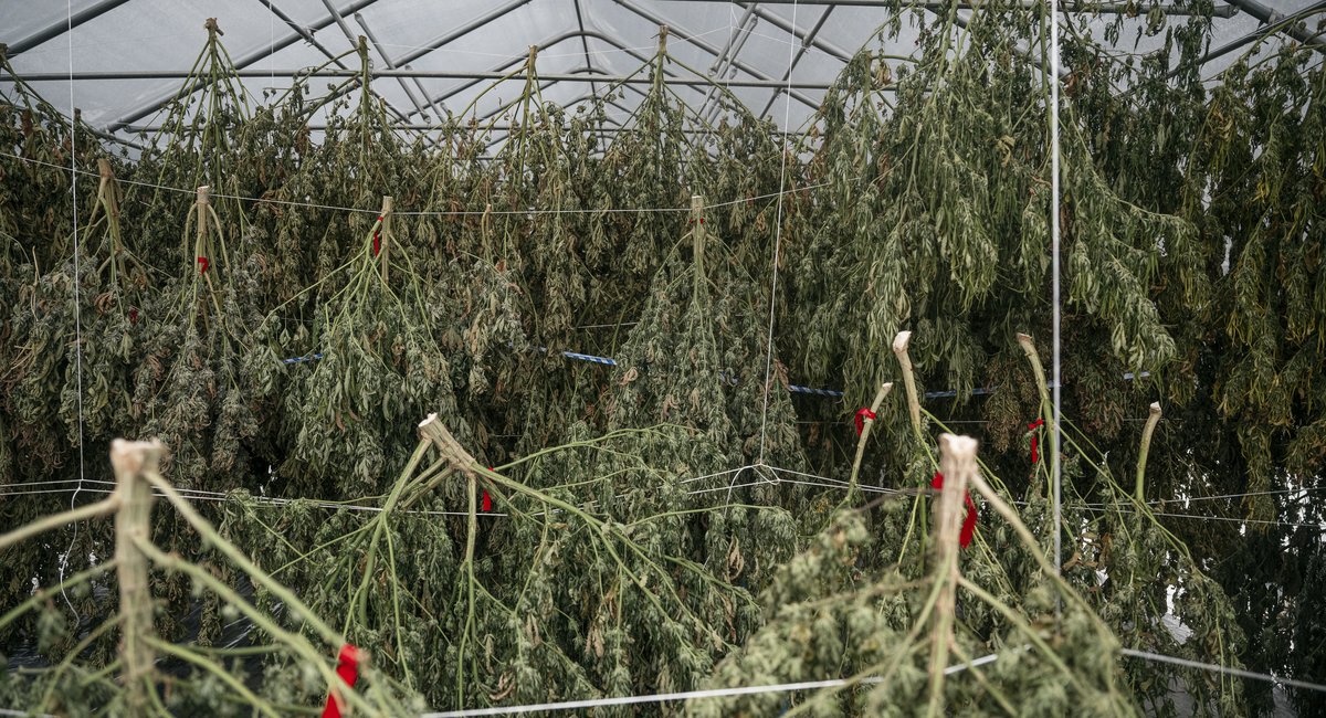 New York's fall marijuana harvest is in, but can you actually smoke it?